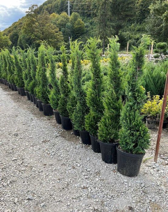 Plante ornamentale care transformă complet peisajul