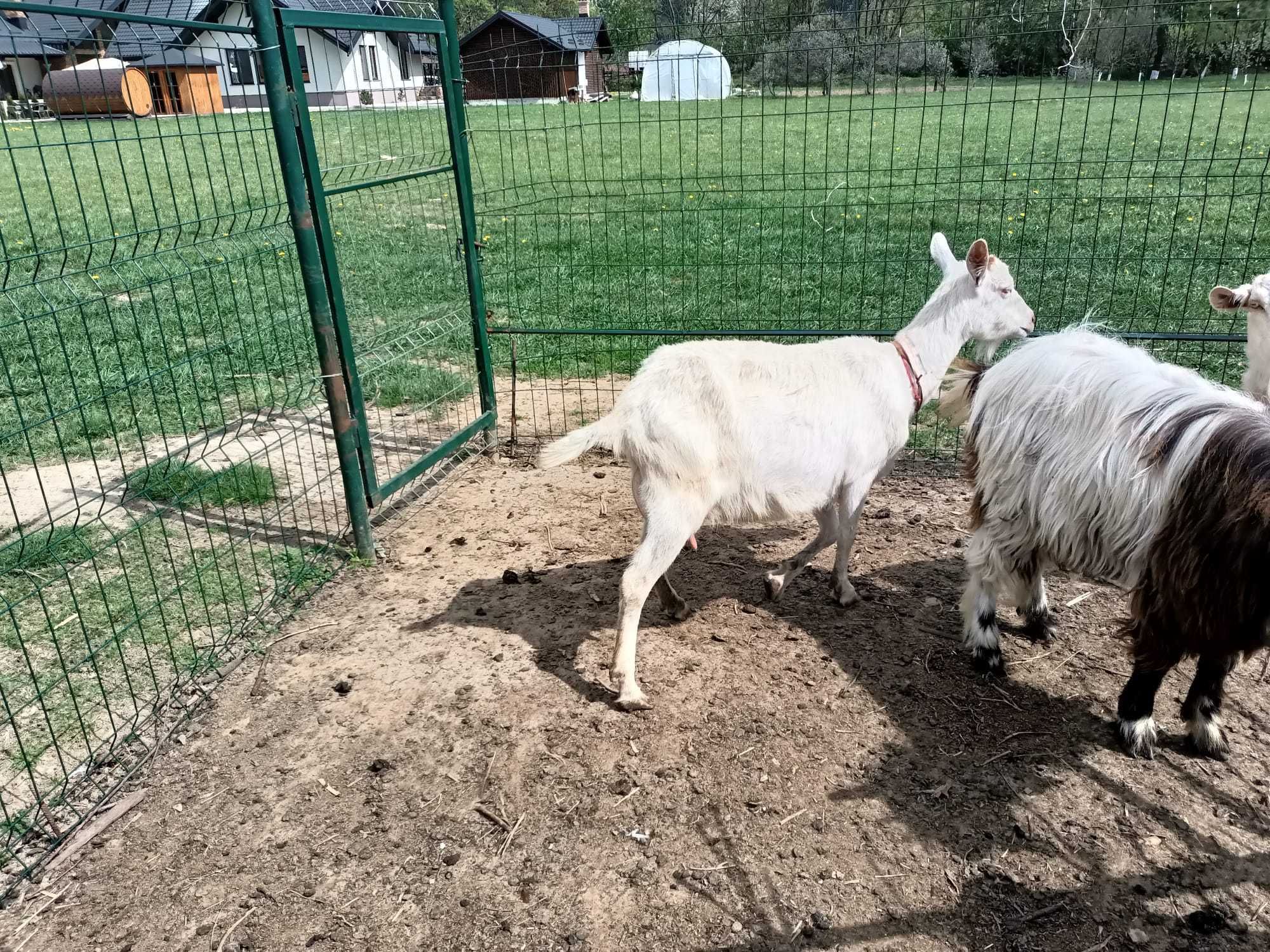 Capra cu lapte si iedute