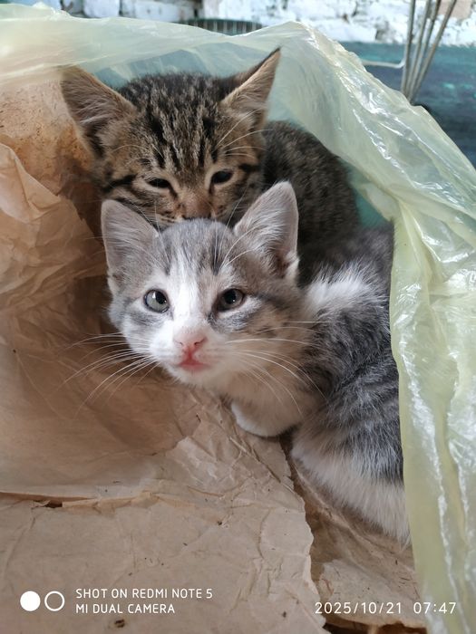 Отдам в добрые руки бесплатно