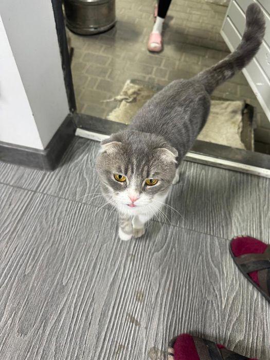 шотландский вислоухий