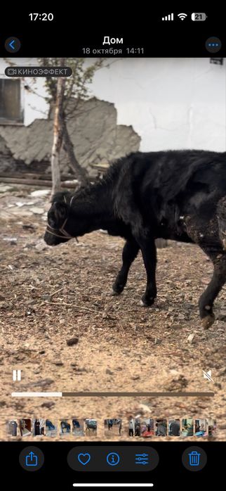 Продам годовалую телочку