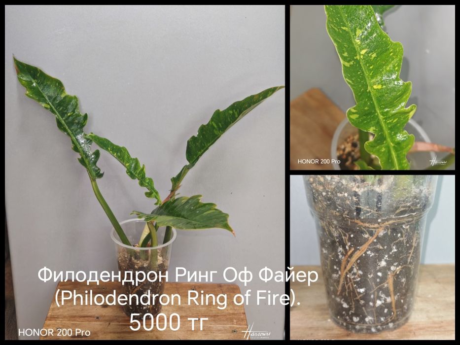 Комнатные цветы.