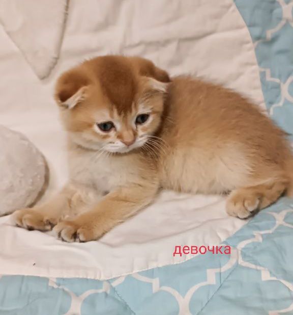 Котята фолд золотая шиншилла