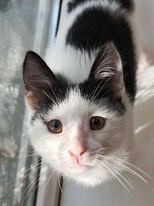 Это Тони - и он ищет дом