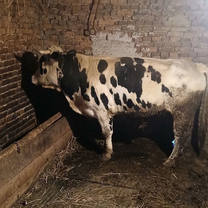 Vând taur 2 Ani și  vitea  2 ani