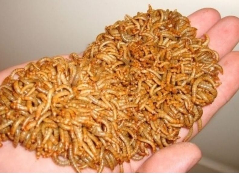Viermi de făină, mealworms, 10 KG!