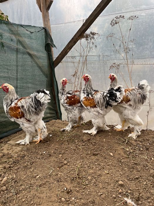 Brahma rotgesattelt 2025