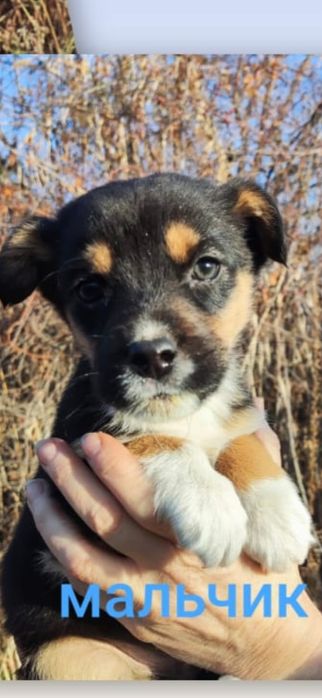 Отдам щенка бесплатно в добрые руки