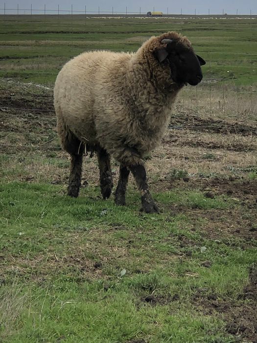 Vand berbec metis intre tigaie si suffolk
