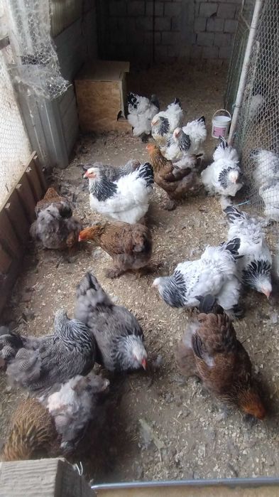 Vând găini Brahma (2024) și tineret in vârstă de 4/5 luni