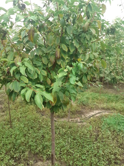 Super Oferta Pomi mari mar an 4-5