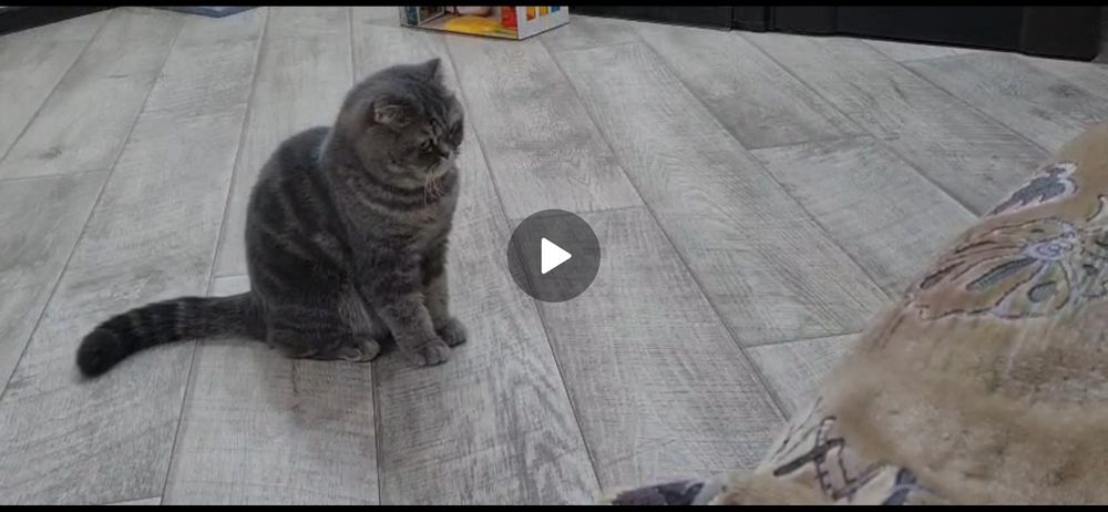 Вислоухая кошка ищет жениха