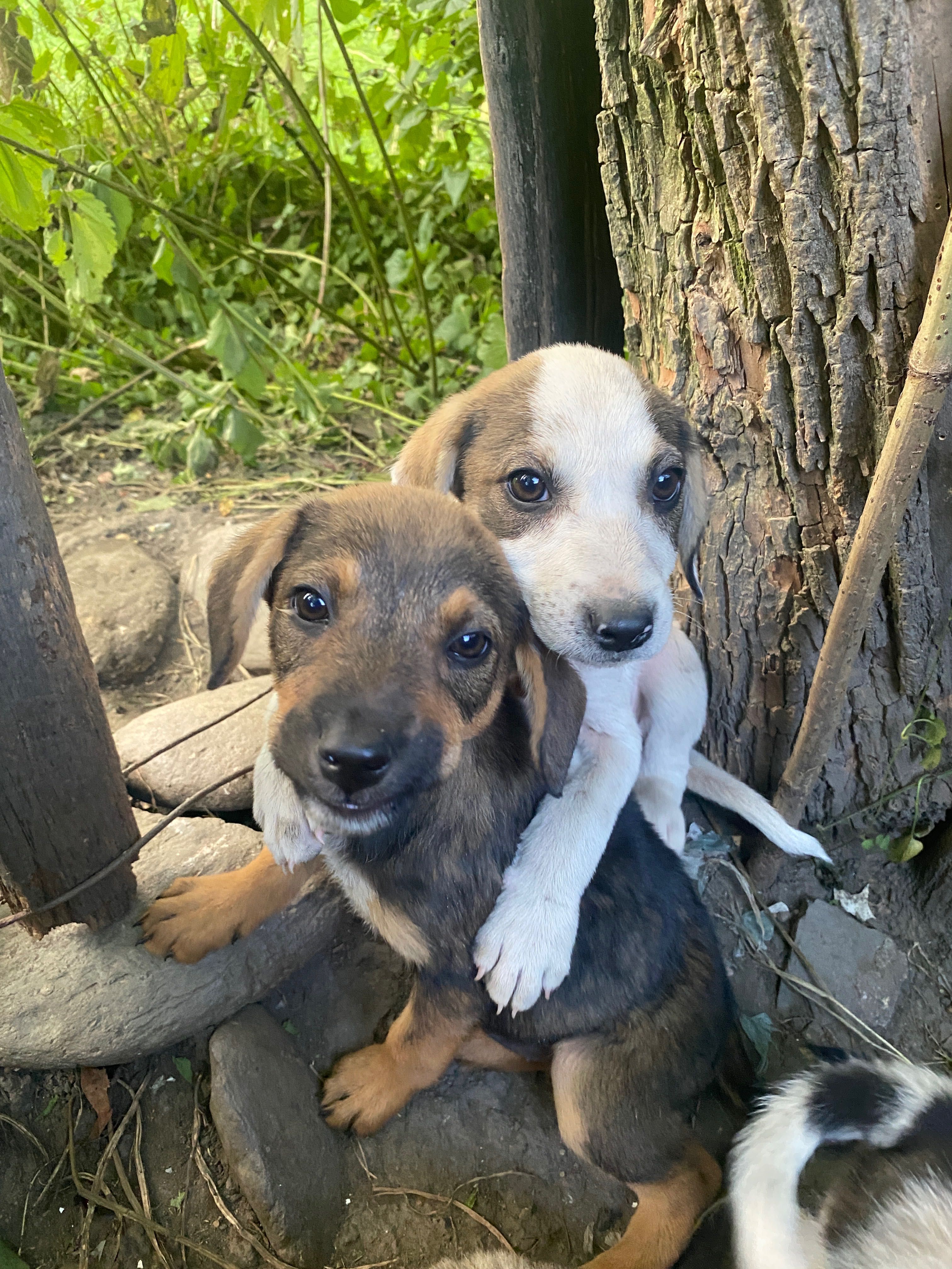 Cățeluși abandonați!!