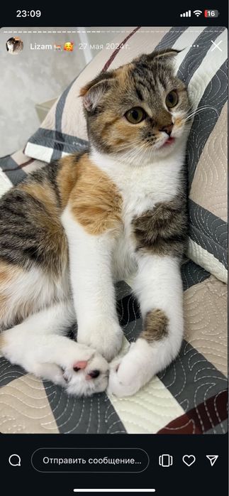 Кошка скотиш фолд