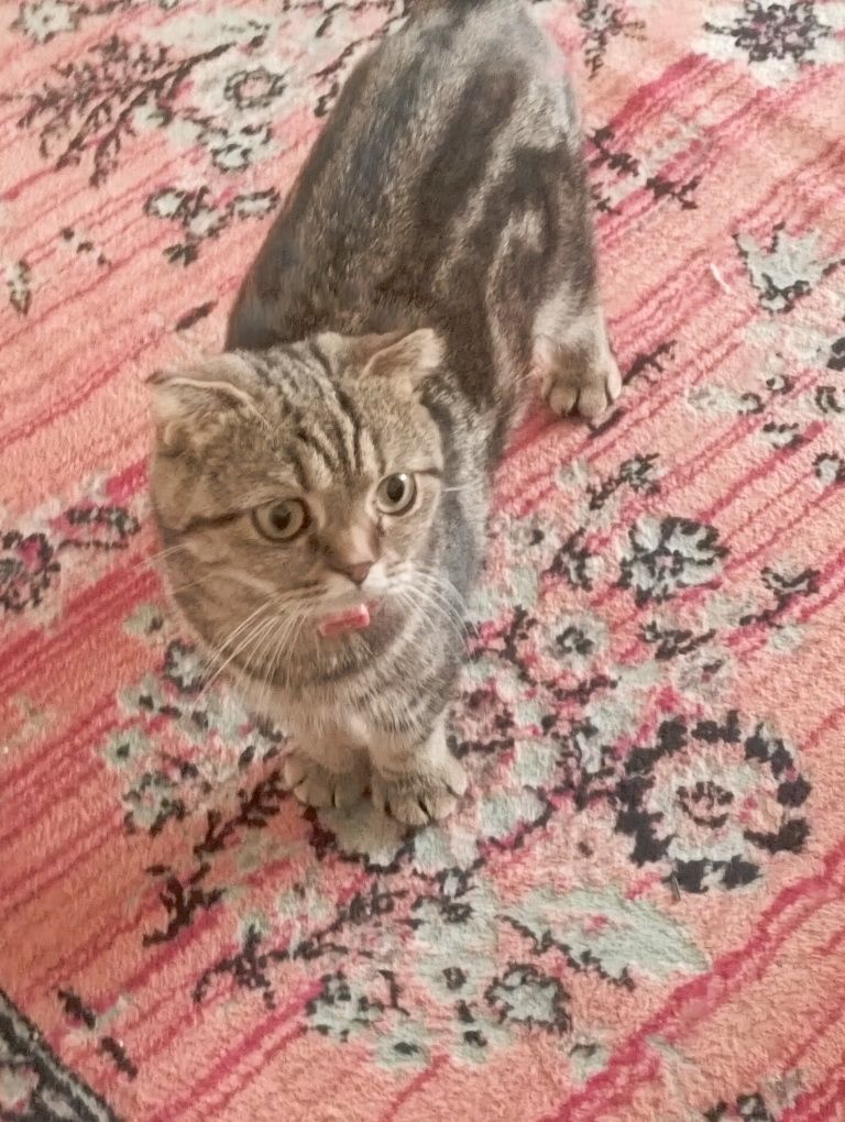Котята фолд страйт