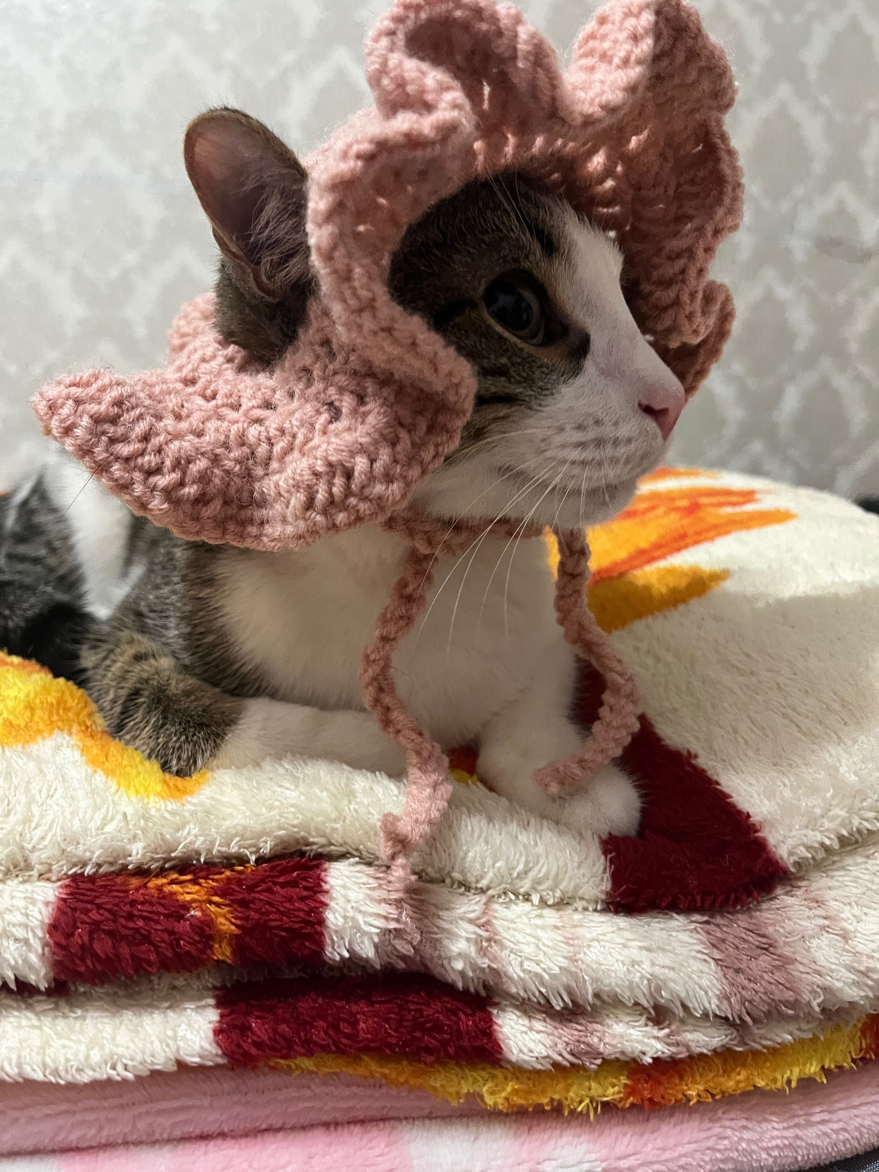 . Милая шапочка для кошек