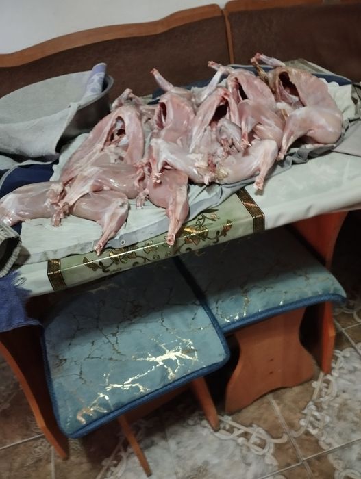 Продам кроликов. .