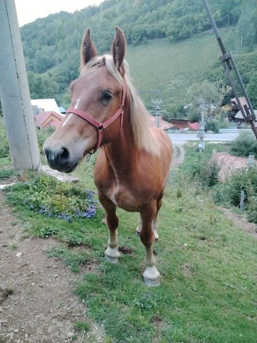 Vând mânză de un an și patru luni
