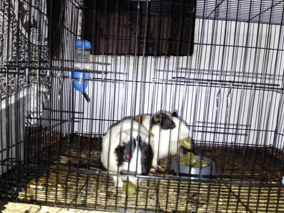 Отдам морских свинок в хорошие руки