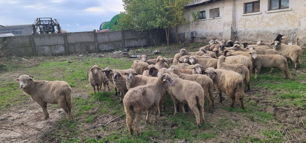 De vanzare 30 oi bune