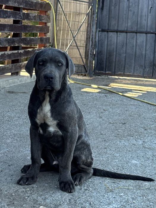 Mascul cane corso cu pedigree