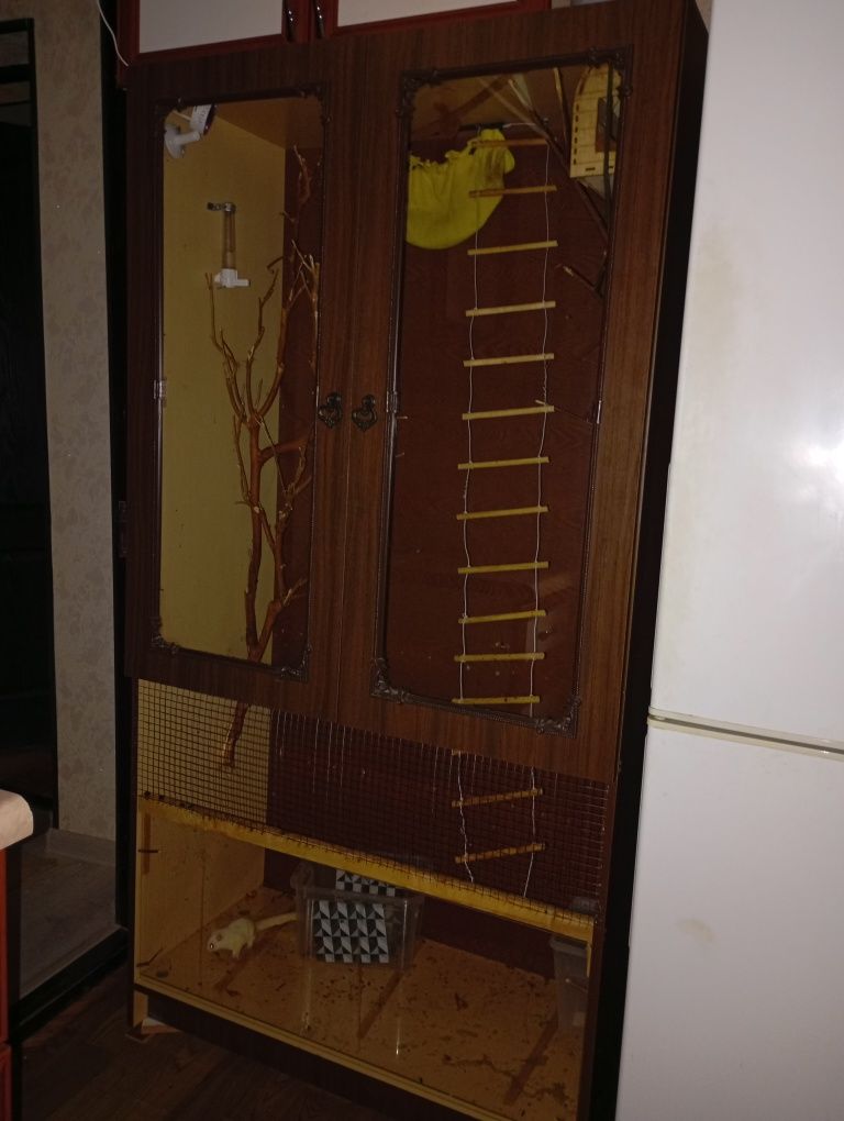Сахарный поссум, белка летяга.