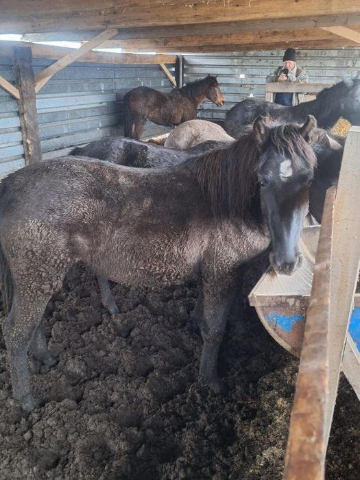 Продам лошадей,не табунные