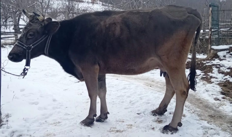 Vaca si vitel bruna monta