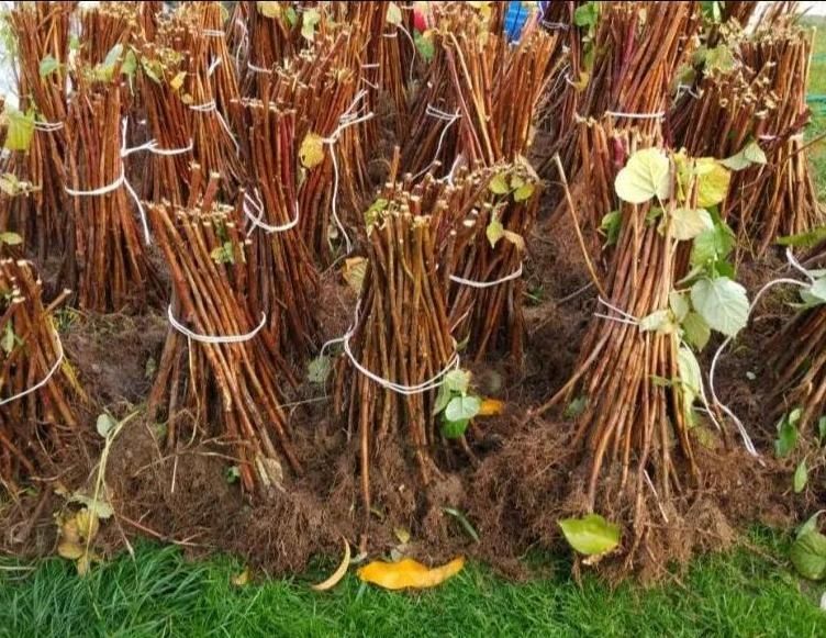 Vand butasi zmeura remontanta