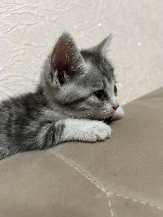 idishlari bilan birga beriladi