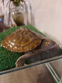 Продавам водна костенурка