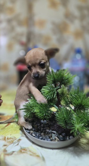 **Мини чихуахуа***