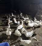 Vând rate mute si de carne pekin