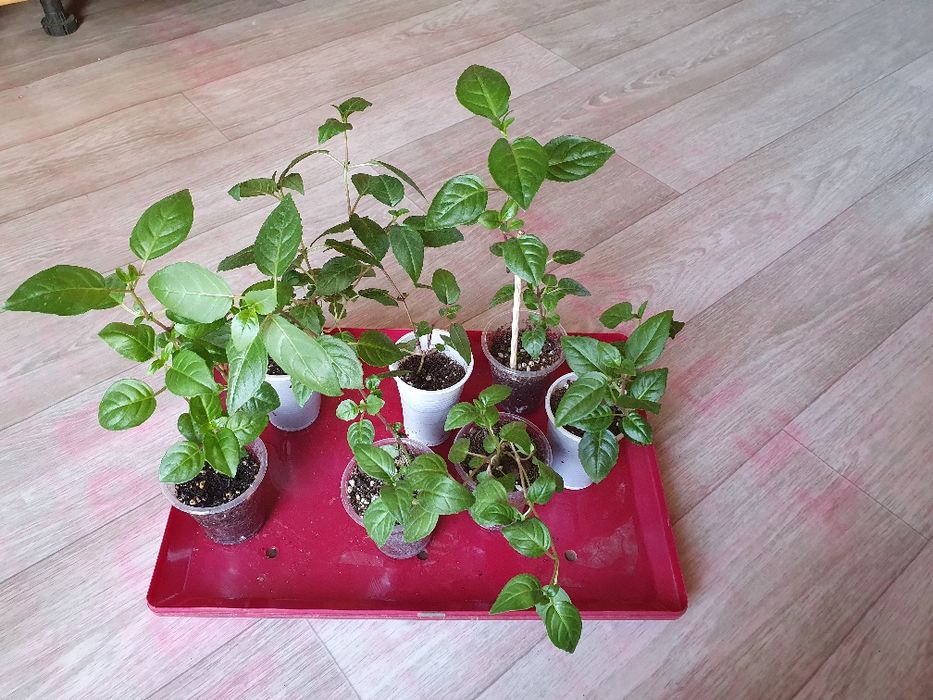 Фуксии, укоренённые черенки фуксии