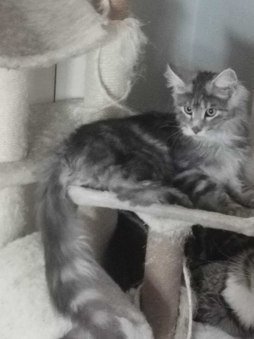 Мейн Кун.Мъжко.Чистокръвно