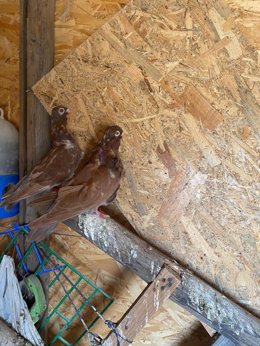 Vând porumbei ornament