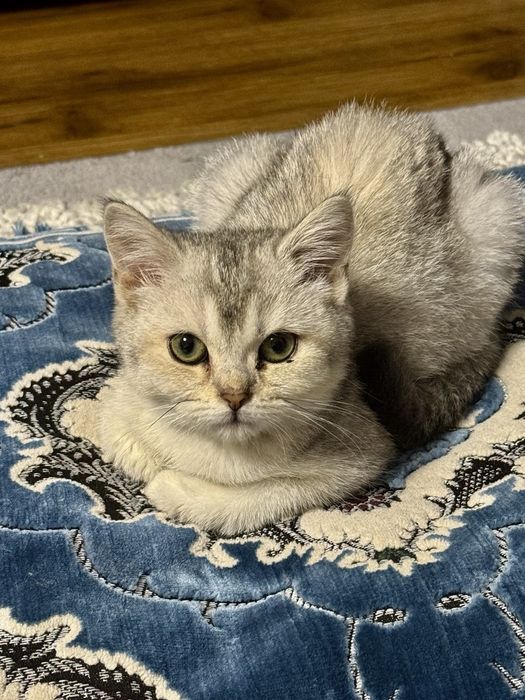 Мраморная шиншилла