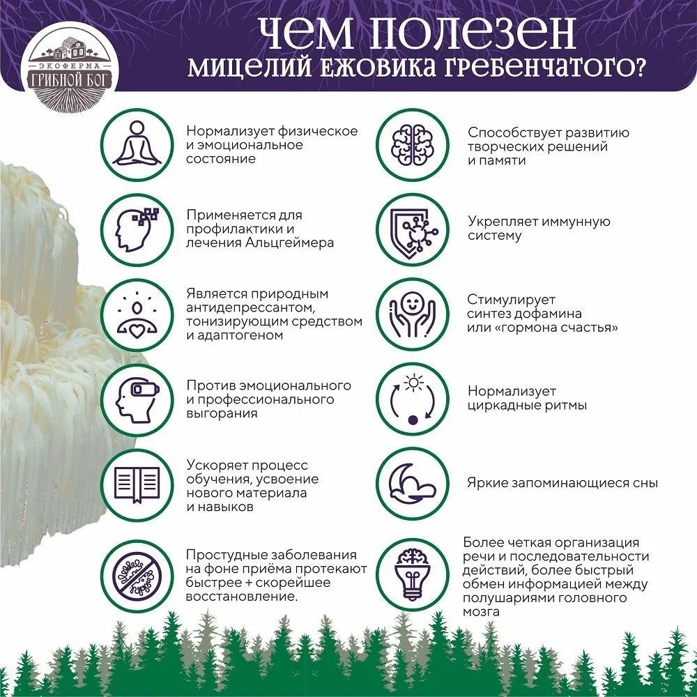 100%  Ежовик гребенчатый,Lion's mane гриб ноотроп от немецкого произво