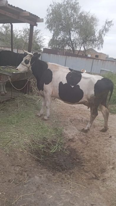 Продается корова голштинской породы