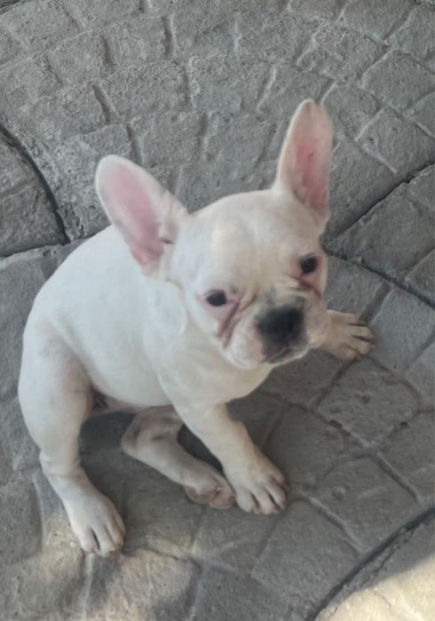 Продаётся девочка французуого бульдога