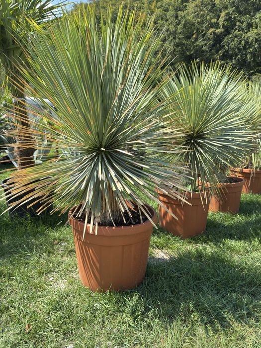 Vand si amenajez curti cu plante si gazon