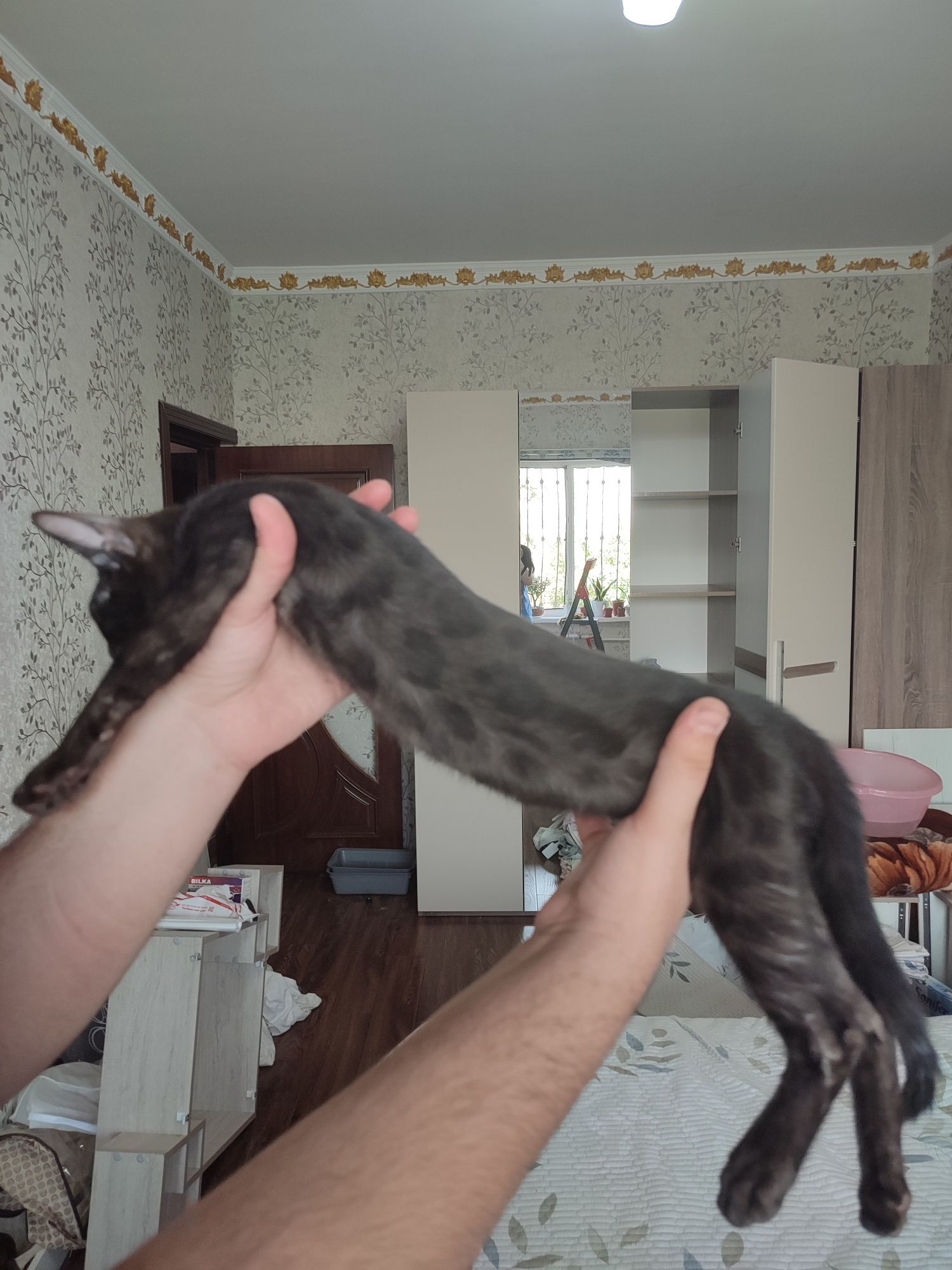 Продаются Бенгальские котята.