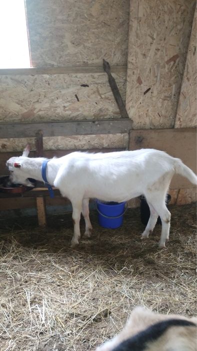 Vând țap rasă saanen