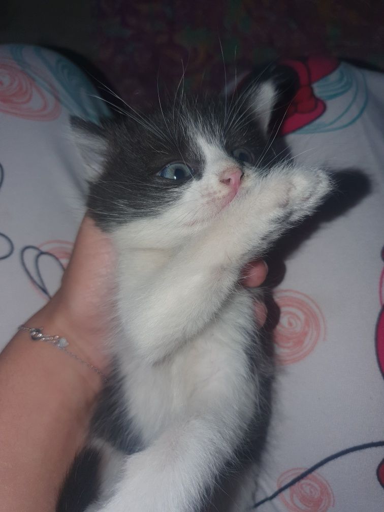 Пародистие котяти отдам в хорошие руки