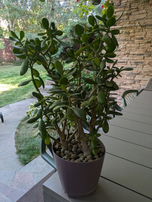Денежное дерево (Crassula ovata), 65 см

Описание:
Продается