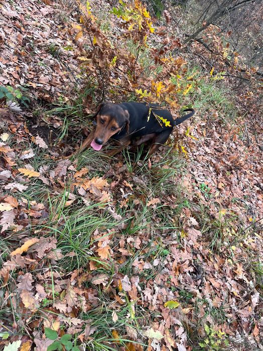 Продавам четири гончета