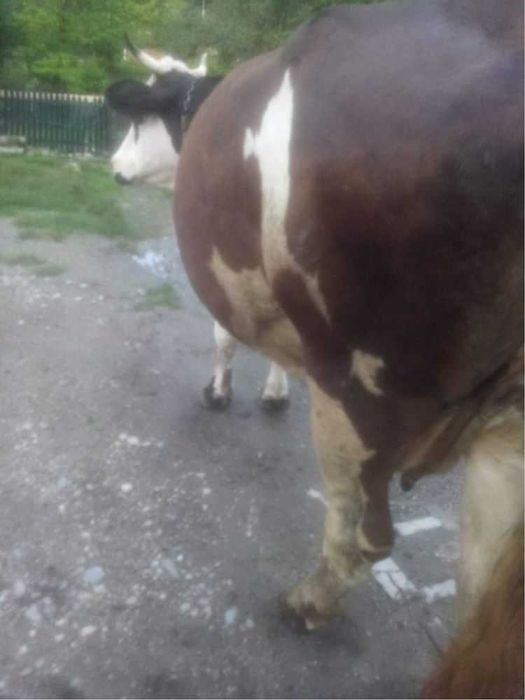 Vînd Vacă  Balțată  Neagră