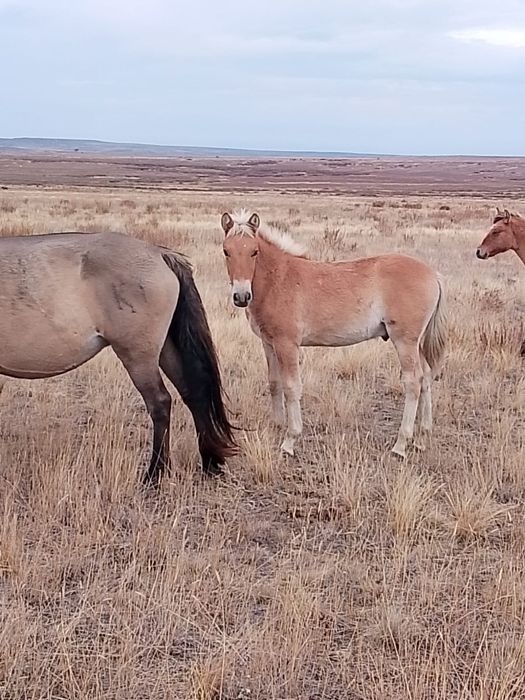 Жабагы сатылады срочно
