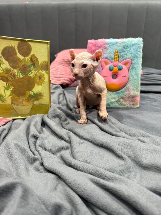 Сфинксы левкой и эльф