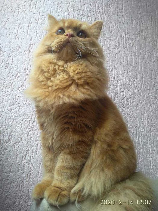 Персийско коте чистокръвно